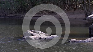 freshwater crocodile sunning itself on a rock at katherine gorge