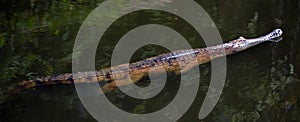 Freshwater crocodile swim in a river