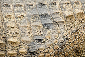 Freshwater crocodile texture