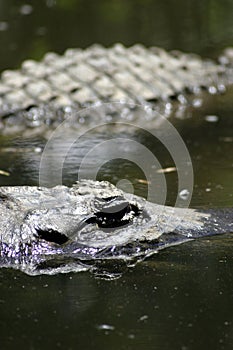 Freshwater Crocodiles