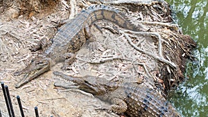 Freshwater crocodiles, QLD, Australia