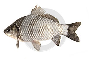 Freshwater crucian fish isolated on white