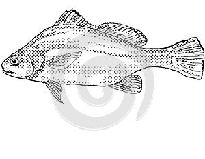 Freshwater drum or Aplodinotus grunniens Fish Cartoon Drawing