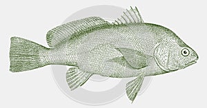 Freshwater drum aplodinotus grunniens, freshwater fish endemic to america