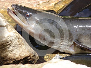 Freshwater eel out of water