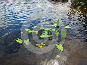 Freshwater emergent aquatic plants arrowhead sagittaria species photo