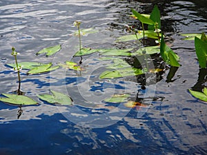 Freshwater emergent aquatic plants arrowhead sagittaria species photo