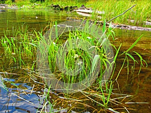 Freshwater emergent aquatic plants unknown species photo