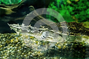 Freshwater exotic turtles Matamata
