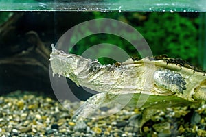 Freshwater exotic turtles Matamata