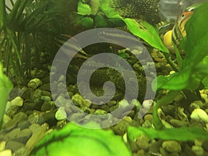 freshwater fish Ancistrus