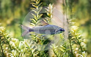 Freshwater fish belonging to the tetras family