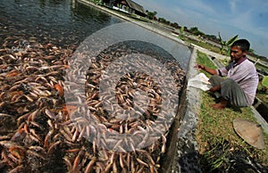 Freshwater fish breeders