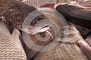 Freshwater fish burbot