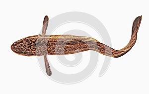 Freshwater fish  burbot isolated on a white  background
