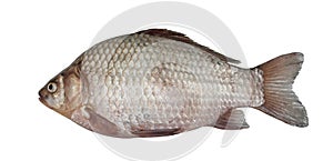 Freshwater fish (Carassius auratus gibelio)