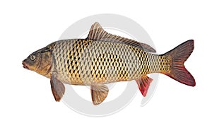 Freshwater fish carp