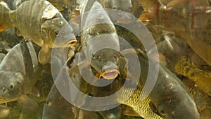 freshwater fish carp in the aquarium close-up slow mo