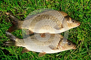 Freshwater fish Carp catch in grass