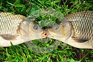 Freshwater fish Carp catch in green grass ground