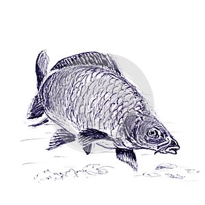Freshwater fish carp closeup . Hand made sketch with ballpoint pen on paper texture. Isolated on white. Bitmap