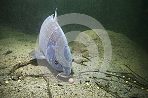 Freshwater fish carp Cyprinus carpio feeding with boilie