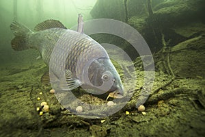 Freshwater fish carp Cyprinus carpio feeding with boilie