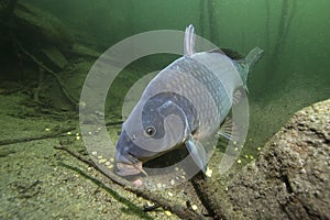 Freshwater fish carp Cyprinus carpio feeding with boilie photo