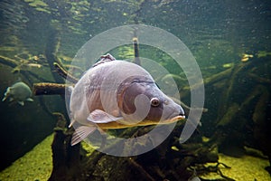 Freshwater fish carp Cyprinus carpio in the pond