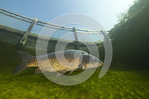 Freshwater fish carp Cyprinus carpio swimming in the beautiful clean pound. Underwater shot