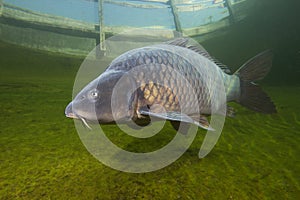 Freshwater fish carp Cyprinus carpio swimming in the beautiful clean pound. Underwater shot