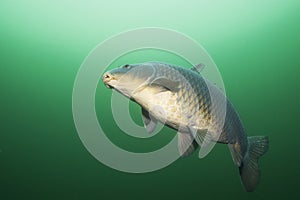 Freshwater fish carp Cyprinus carpio underwater