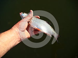 Freshwater fish caught on the canals of the Danube River 1