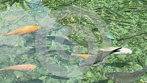 Freshwater fish in clear water