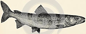 The freshwater fish - Danube salmon (Hucho hucho).