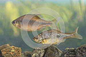 Freshwater fish European bitterling natural environment