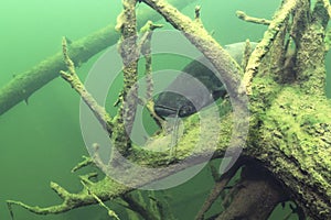 Freshwater fish European Catfish Silurus glanis Underwater photo