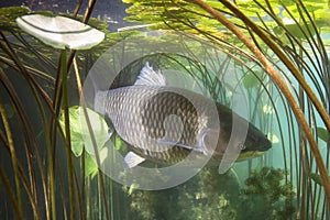 Freshwater fish grass carp Ctenopharyngodon idella Underwater photography