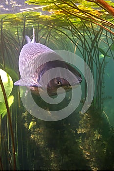 Freshwater fish grass carp Ctenopharyngodon idella Underwater photography