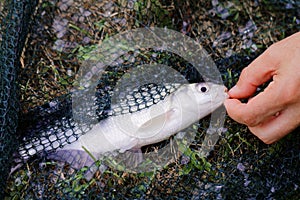 Freshwater fish on green grass.