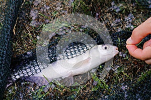 Freshwater fish on green grass.