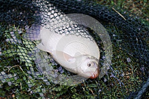 Freshwater fish on green grass.