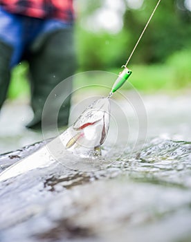 Freshwater fish on hook. Trout in water close up. Fishing hobby. Fishing activity. Fishing equipment. Wild nature. Fish