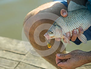 Freshwater fish hooked on mouth in male hands, bait fishing