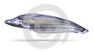 Freshwater fish isolated on white background. Sheathfish or Phalacronotus apogon. Clipping path