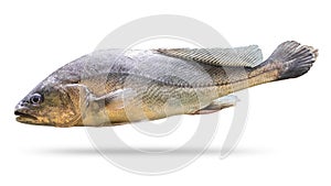 Freshwater fish isolated on white background. Soldier fish or Bpisoesemania microle. Clipping path