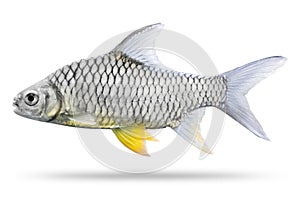 Freshwater fish isolated on white background. Thai mashseer or Greater brook carp. Clipping path