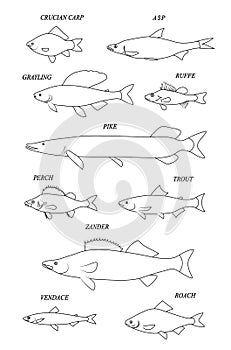 Freshwater fish. Line black illustration collection