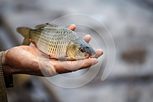 Freshwater Fish, Myanmar