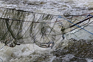 Freshwater fish in the net above the flowing water.